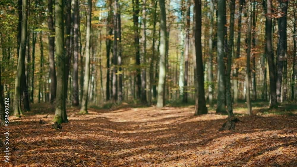 Forest with colourful autumn leaves and beautiful sunlight. POV shot on a gimbal. Pedestal camera movement. Forest with colourful autumn leaves and beautiful sunlight. POV shot on a gimbal. Pedestal camera movement.