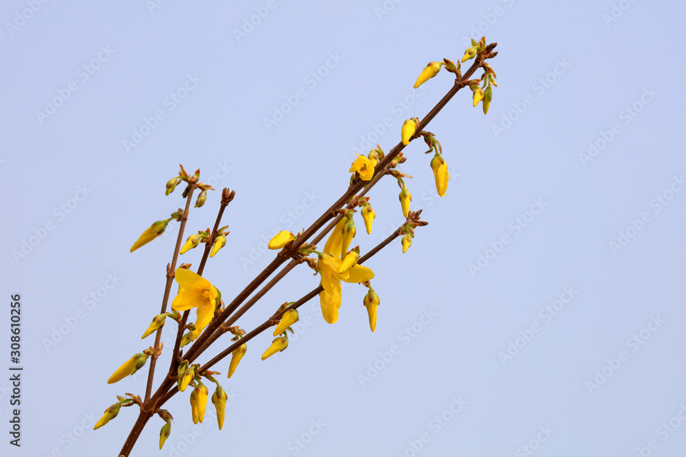 blooming yellow forsythia flower