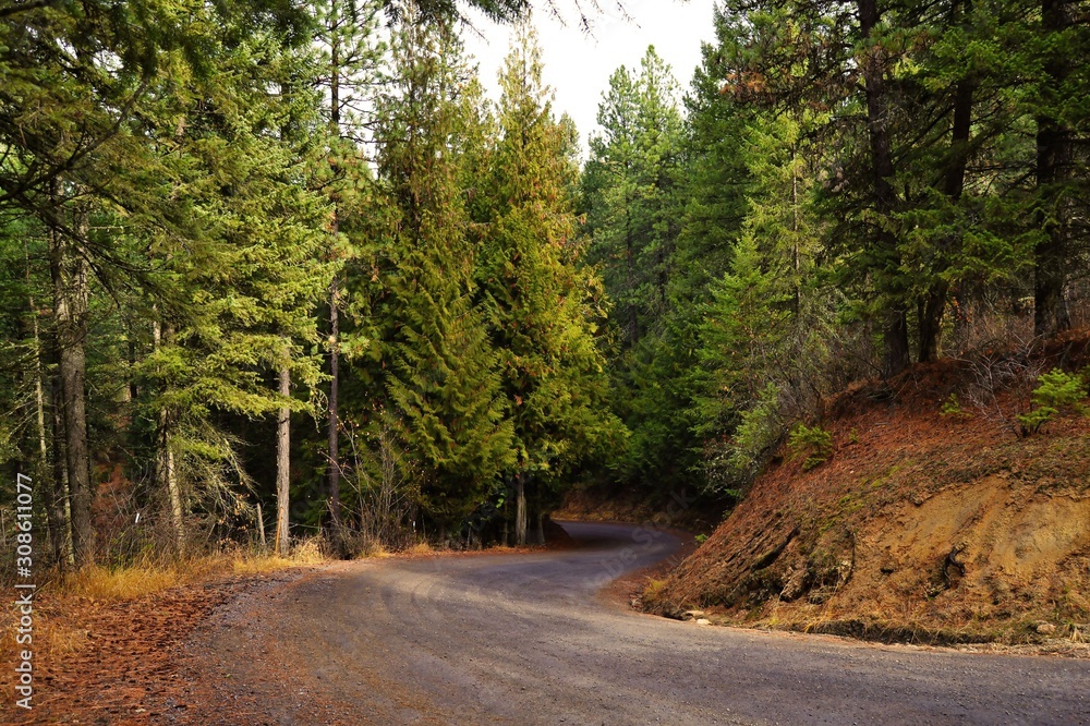 Fototapeta premium Roadway in the forest