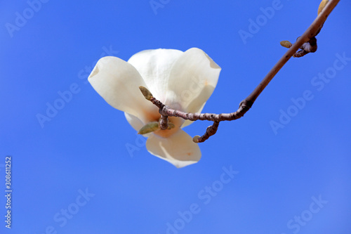 Magnolia flowers in the wild