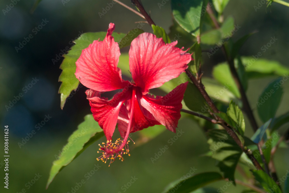 Obraz premium red flower