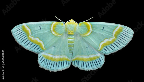 Butterfly geometer (Lotaphora admirabilis) 3