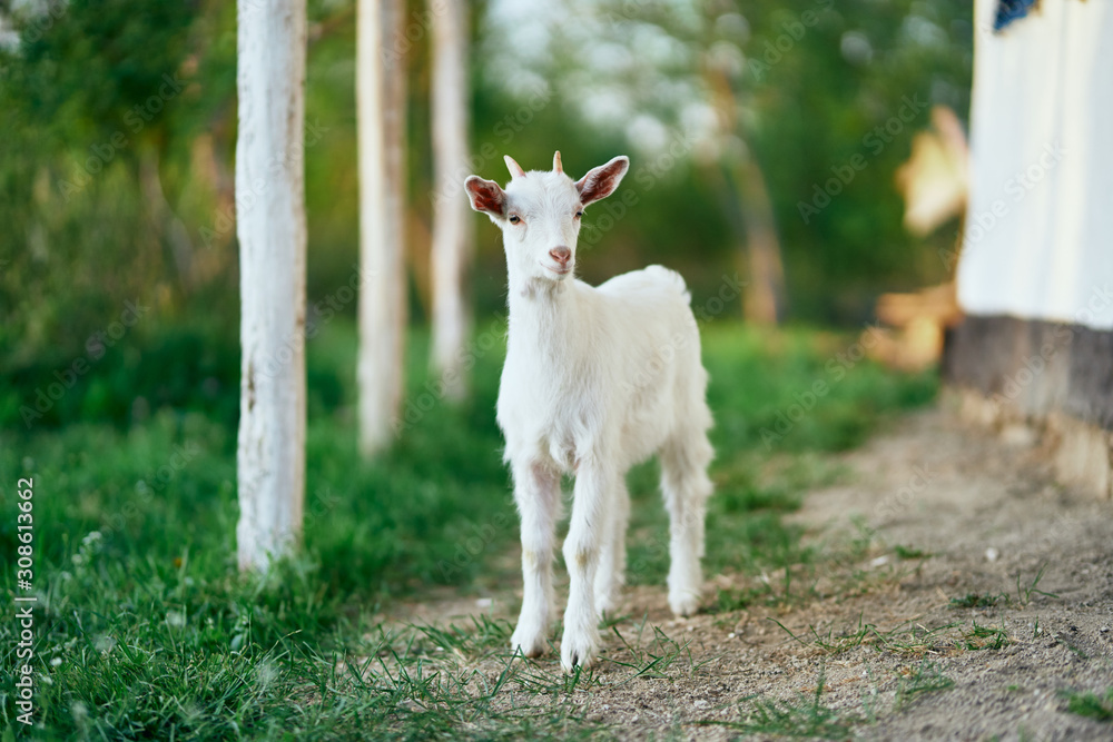 goat on green grass