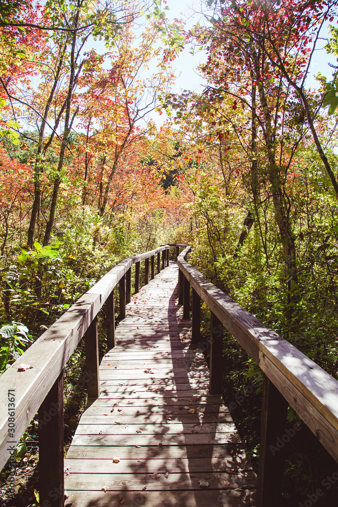 wooden bridge in the forest