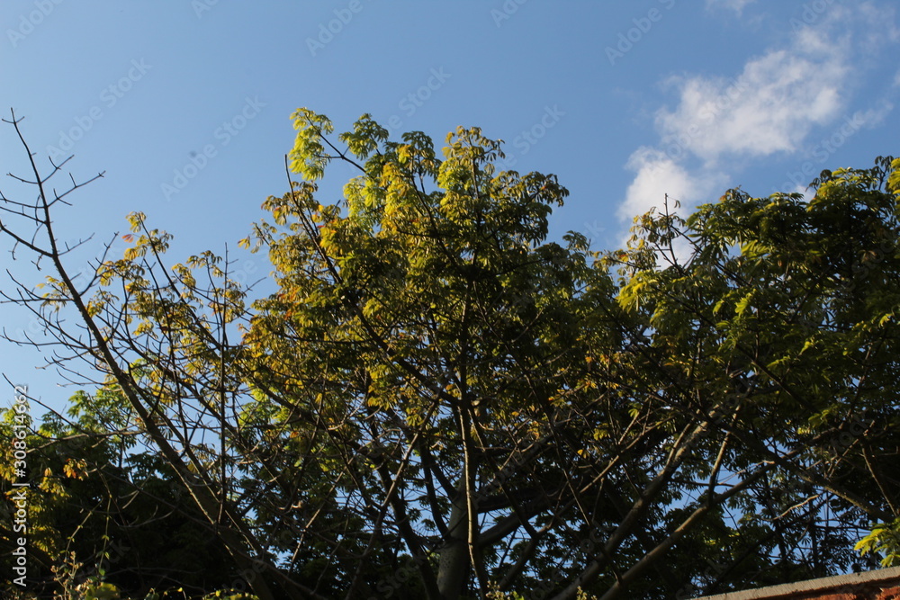 Obraz premium Beautiful tree with different green tones