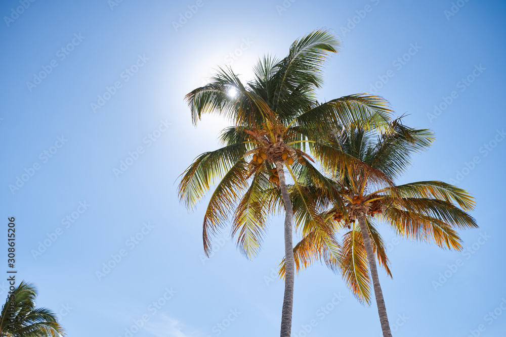 Obraz premium palm trees against blue sky
