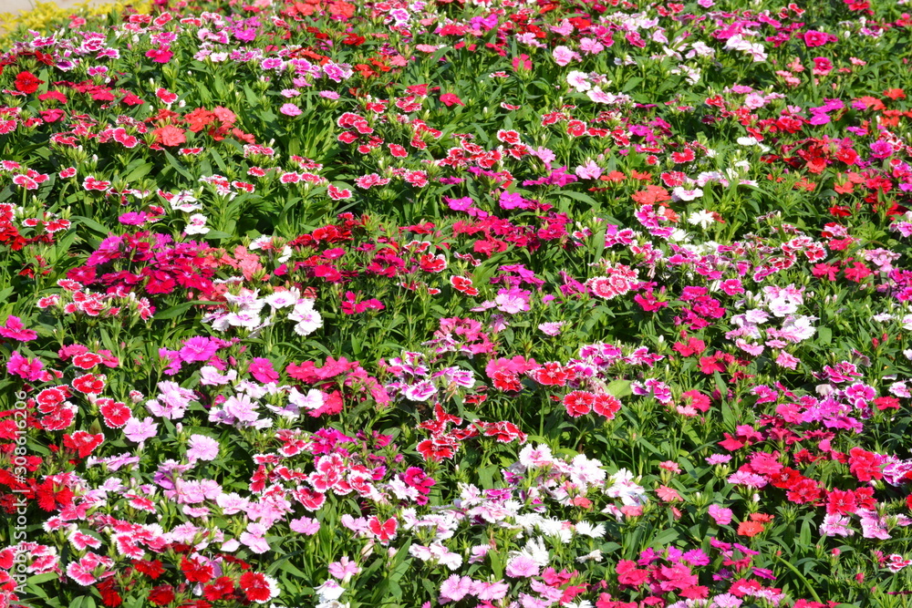 Flowers at a park in Thailand