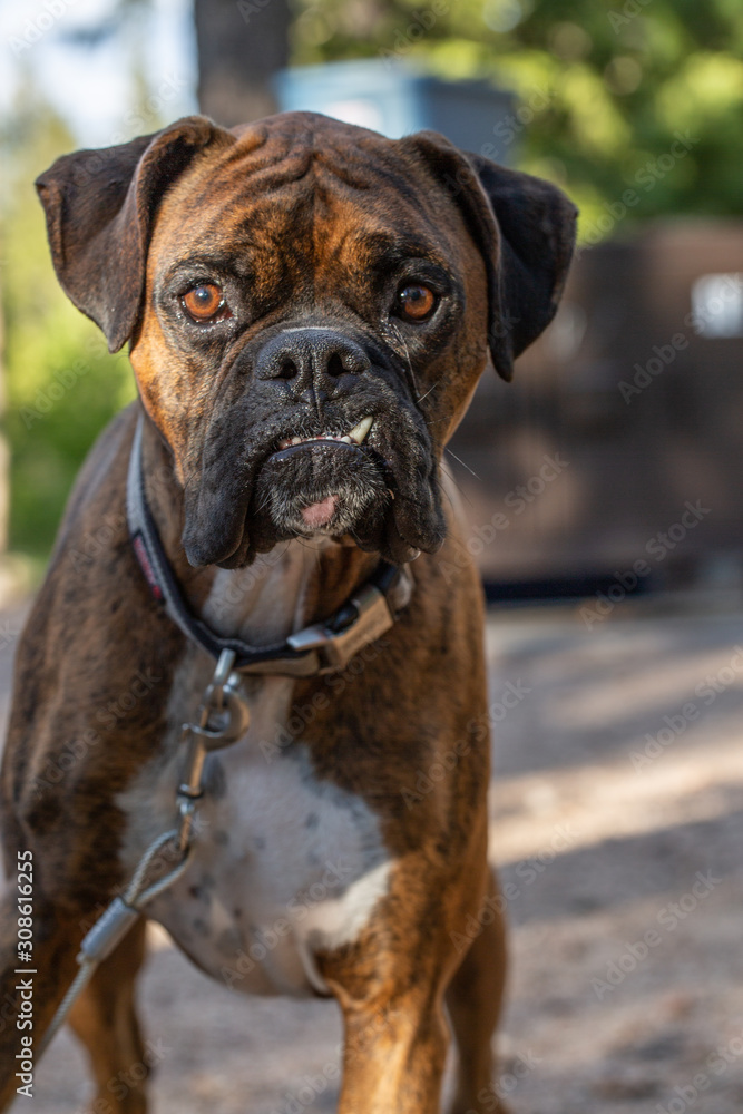portrait of a one tooth dog 