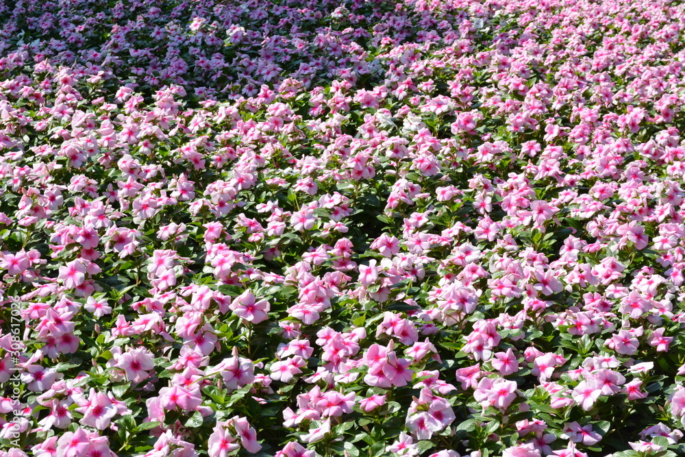 Fototapeta premium Flowers at a park in Thailand