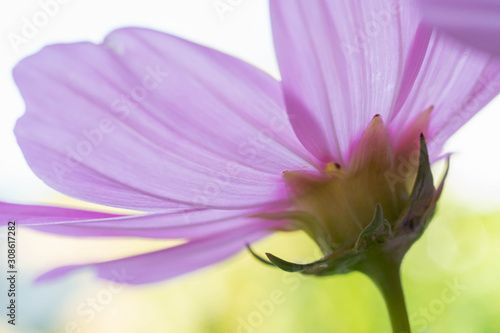 Macro shot of a purple flower © Helen Rose Gabriel
