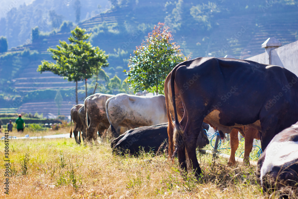  cows in a grassy field on a bright and sunny day in Indonesia