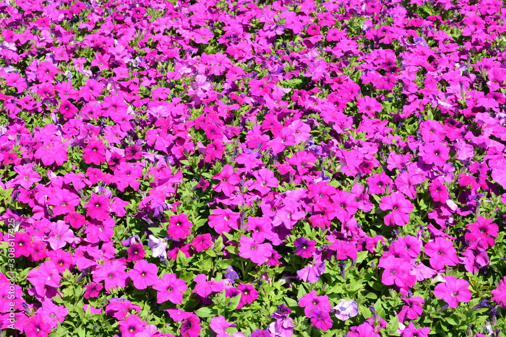 Obraz premium Flowers at a park in Thailand
