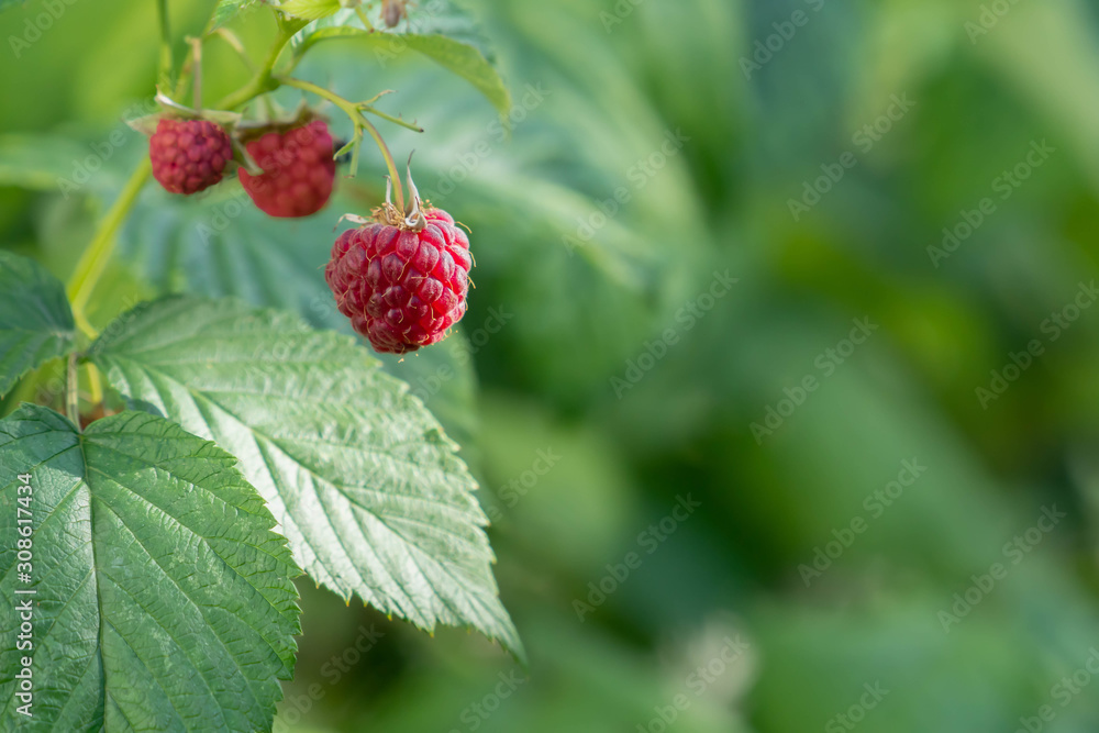 ripe raspberry on a branch