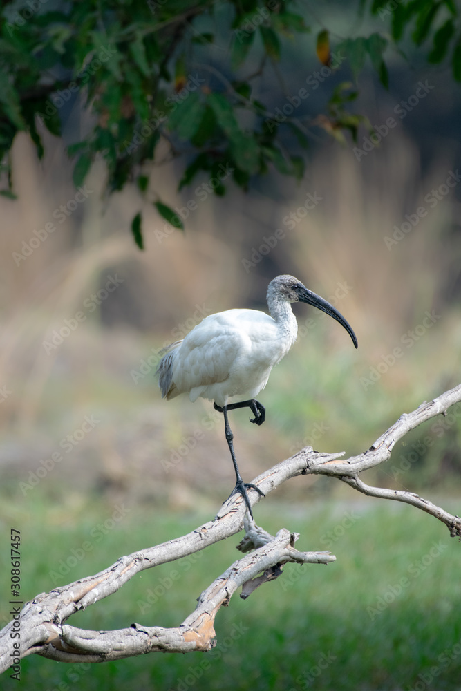 Ibis Ibis