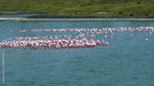 Flamingos in a Tanzanian lake in Momella National Park Tanzania, Africa photo