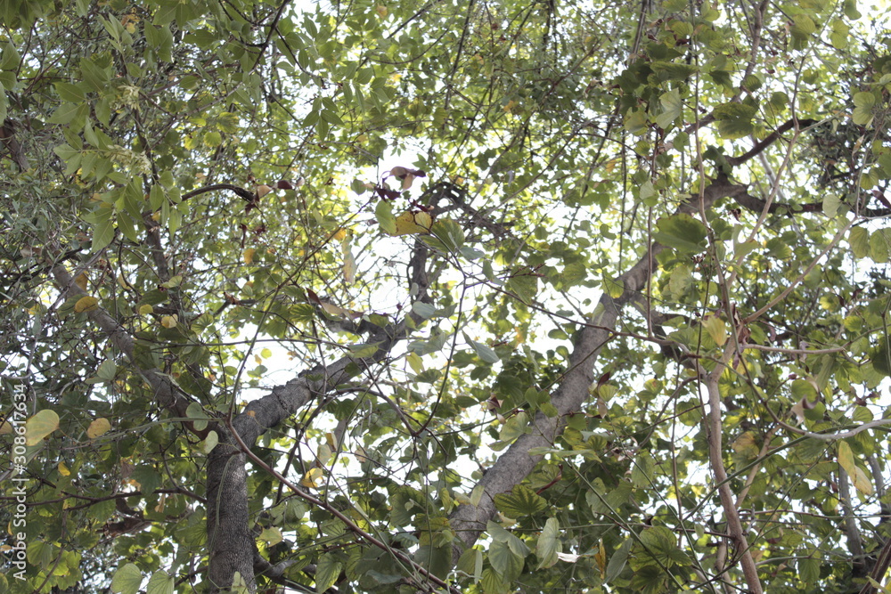 Fototapeta premium Shapes of a tree foliage