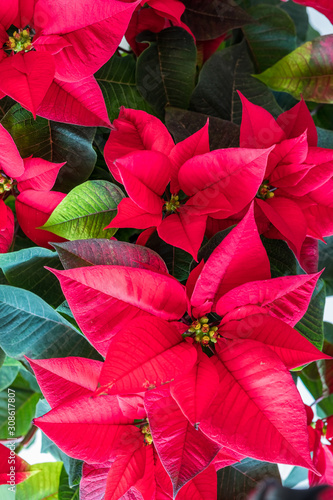 Close up of a poinsettia plant.