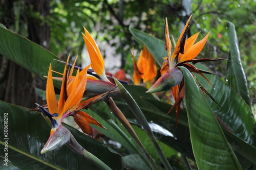 Orange exotic flowers in Oaxaca