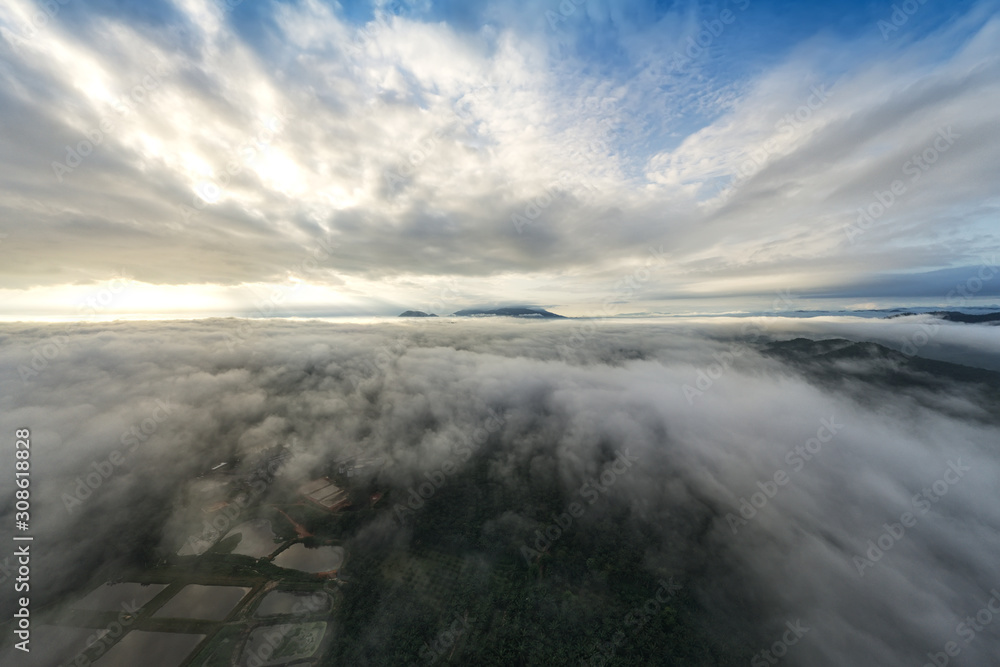 Obraz premium palm oil tree farm aerial shot dramatic morning view