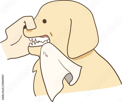 ゴールデンレトリバーの子犬（歯磨き・布）