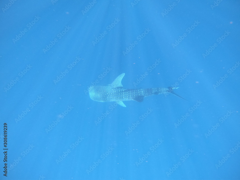 Fototapeta premium Whale shark