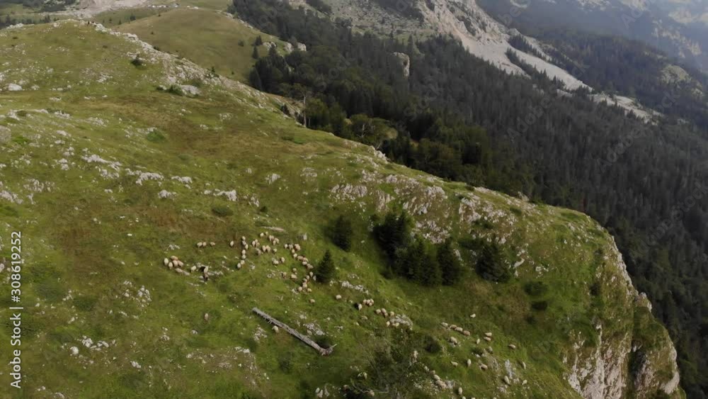 Aerial Sheep on Mountain Orbit Aerial Sheep on Mountain Orbit