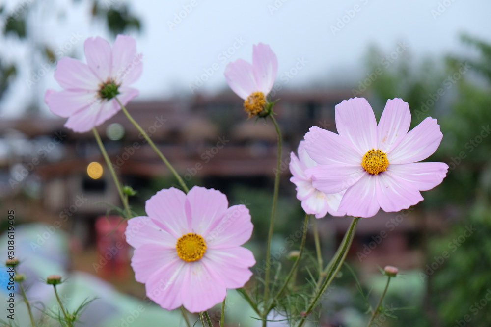 Fototapeta premium Soft, selective of pink flowers are blooming in spring and summer in garden