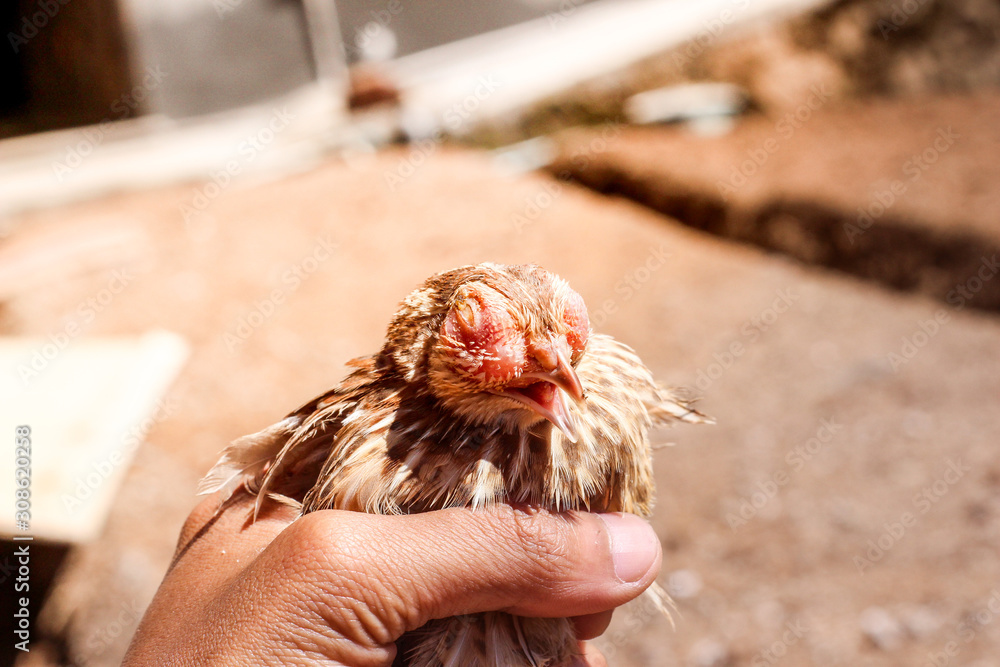 Poultry suffer from coryza (snot) disease with characteristic swelling