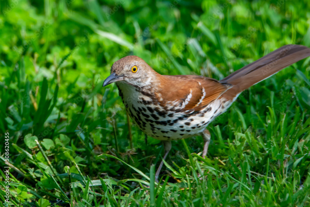 Brown Thrasher in the Grass Brown Thrasher in the Grass