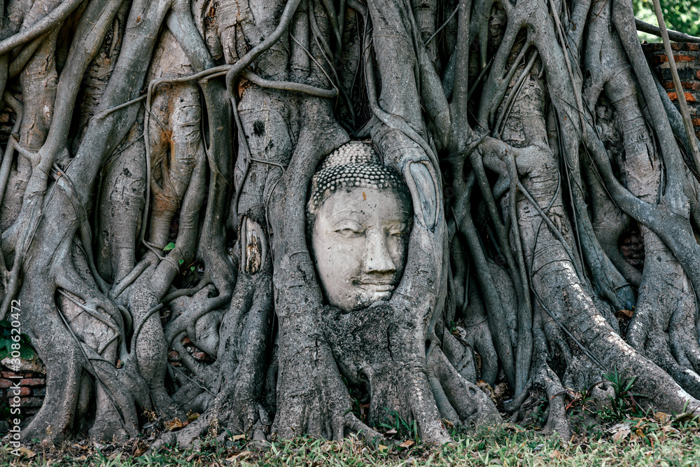 Horizontal shot of Buddha statue entwined by roots of spiritual tree. Asia, tourism, adventures concept.