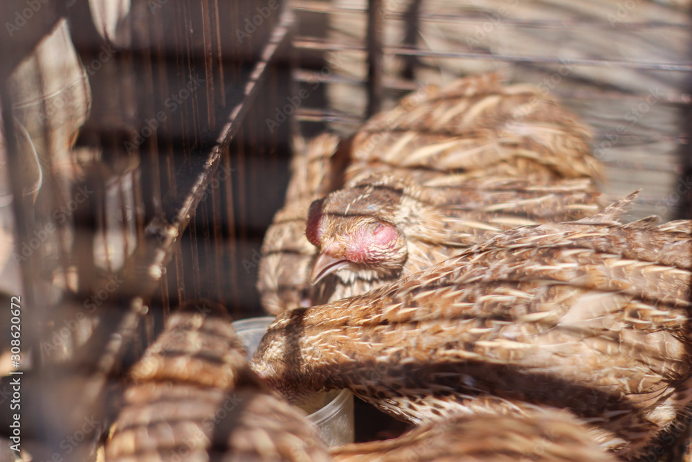 Poultry suffer from coryza (snot) disease with characteristic swelling