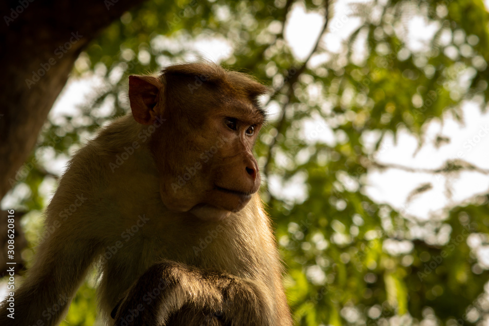Monkey sitting over a tree in the eastern ghats, Yercaud, Tamil Nadu Monkey sitting over a tree in the eastern ghats, Yercaud, Tamil Nadu