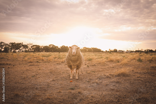 Lonely sheep standing in a field at sunset