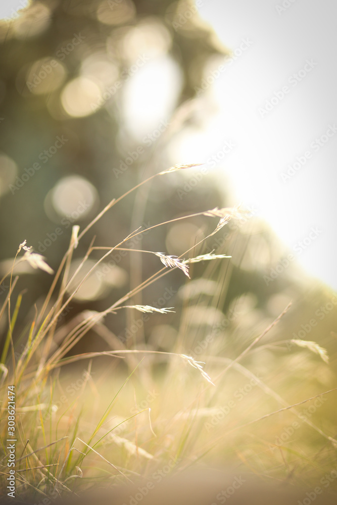 Long grass at sunset. Vibrant golden glow as the sun sets in the countryside. Natural bokeh.