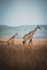 Deken met foto Cappuccinokleur Twee wilde giraffen in Kenia  © Nelson