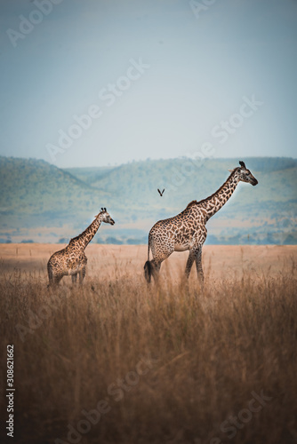 Peel and stick wall murals Two wild giraffes in kenya 