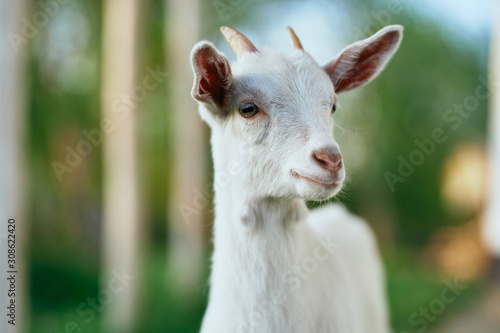portrait of a goat © SHOTPRIME STUDIO