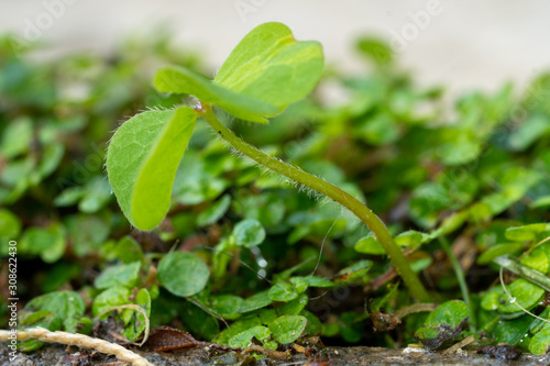 Green moss clover wet fresh growth.