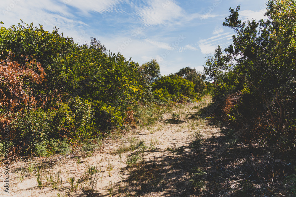 thick vegetation on the path leading to Seven Mile Beach in Tasmania, Australia