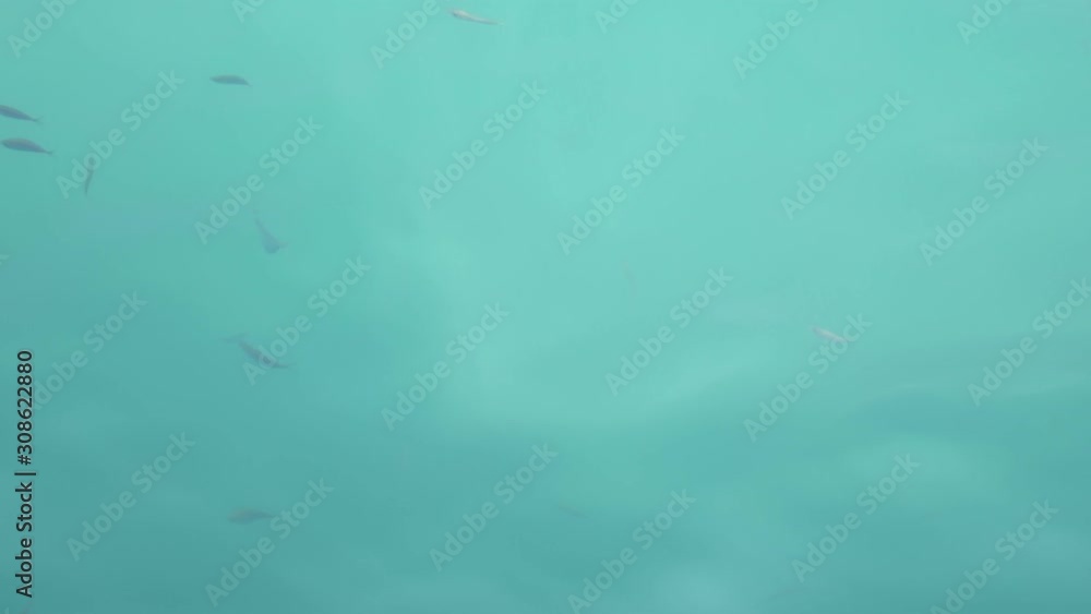 High angle shot taken from above water with sea fish swimming in the water. High angle shot taken from above water with sea fish swimming in the water.