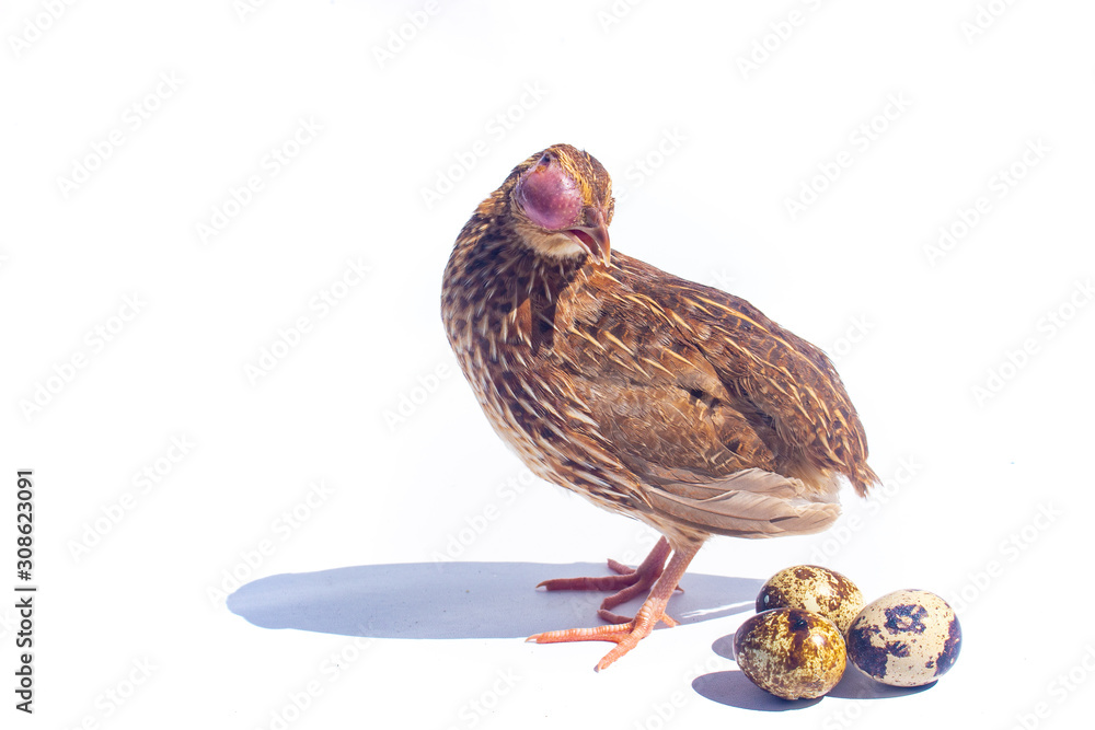 Poultry suffer from coryza (snot) disease with characteristic swelling