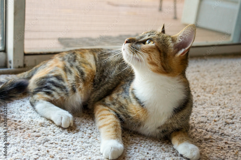 Fototapeta premium Tri color tortoiseshell cat looking out window.