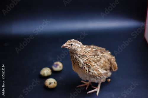 Quail and eggs isolated on Black.Domesticated quails are important agriculture , selective focus 