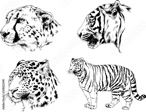 set of vector drawings of various animals, predators and herbivores, hand-drawn sketches, tattoos  © evgo1977