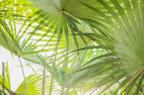 Large sprawling fan palms leaves close up in Airlie Beach  Queensland