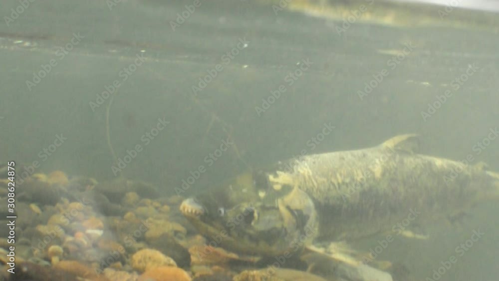 Salmon dying after spawning Salmon dying after spawning