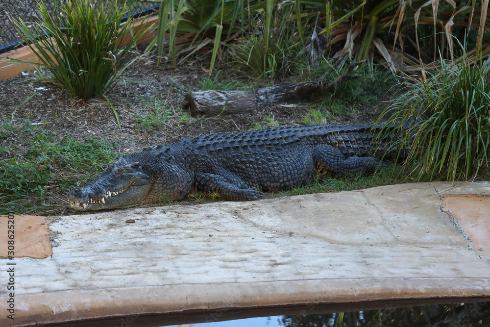 Obraz premium Crocodile relaxing beside a pool