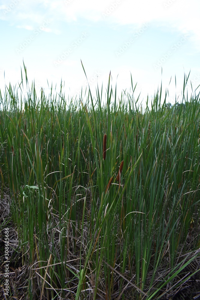 Fototapeta premium Cattails on background of blue sky