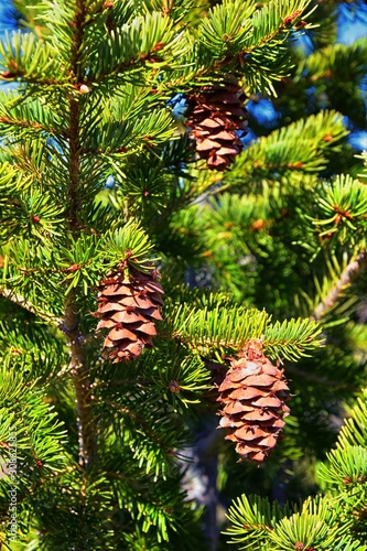 Fototapeta Naklejka Na Ścianę i Meble -  Pine cone on the evergreen pine tree branch, group on Fir, conifer, spruce close up in Utah, blurred background on a hike in the Rocky Mountains. United States.