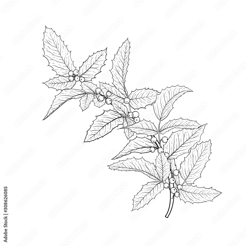 black and white hand drawn holly, ilex branch with berry and leaves on white background. design holiday greeting cards and invitations of Merry Christmas and Happy New Year, seasonal winter holidays black and white hand drawn holly, ilex branch with berry and leaves on white background. design holiday greeting cards and invitations of Merry Christmas and Happy New Year, seasonal winter holidays